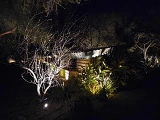 Desert tree uplit against the low rooflines