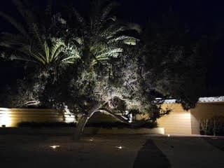 Uplit palm over the banded stone wall