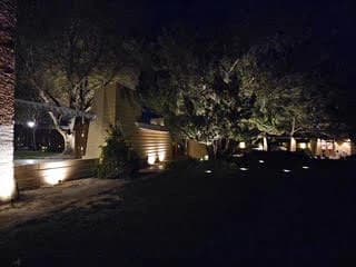Tree canopy lit over the garden wall