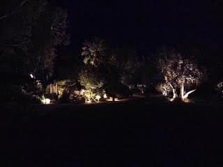 Uplit trees in the garden beds