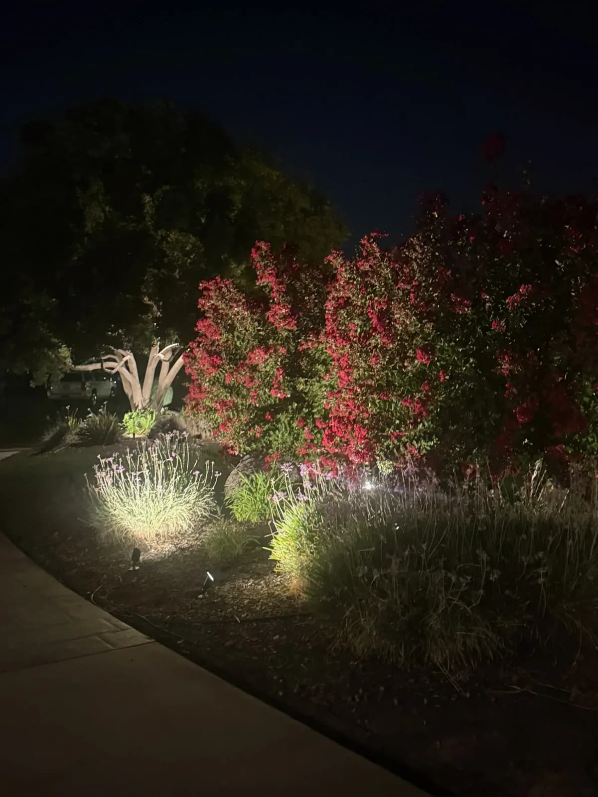 Red crape myrtles lit along a walkway