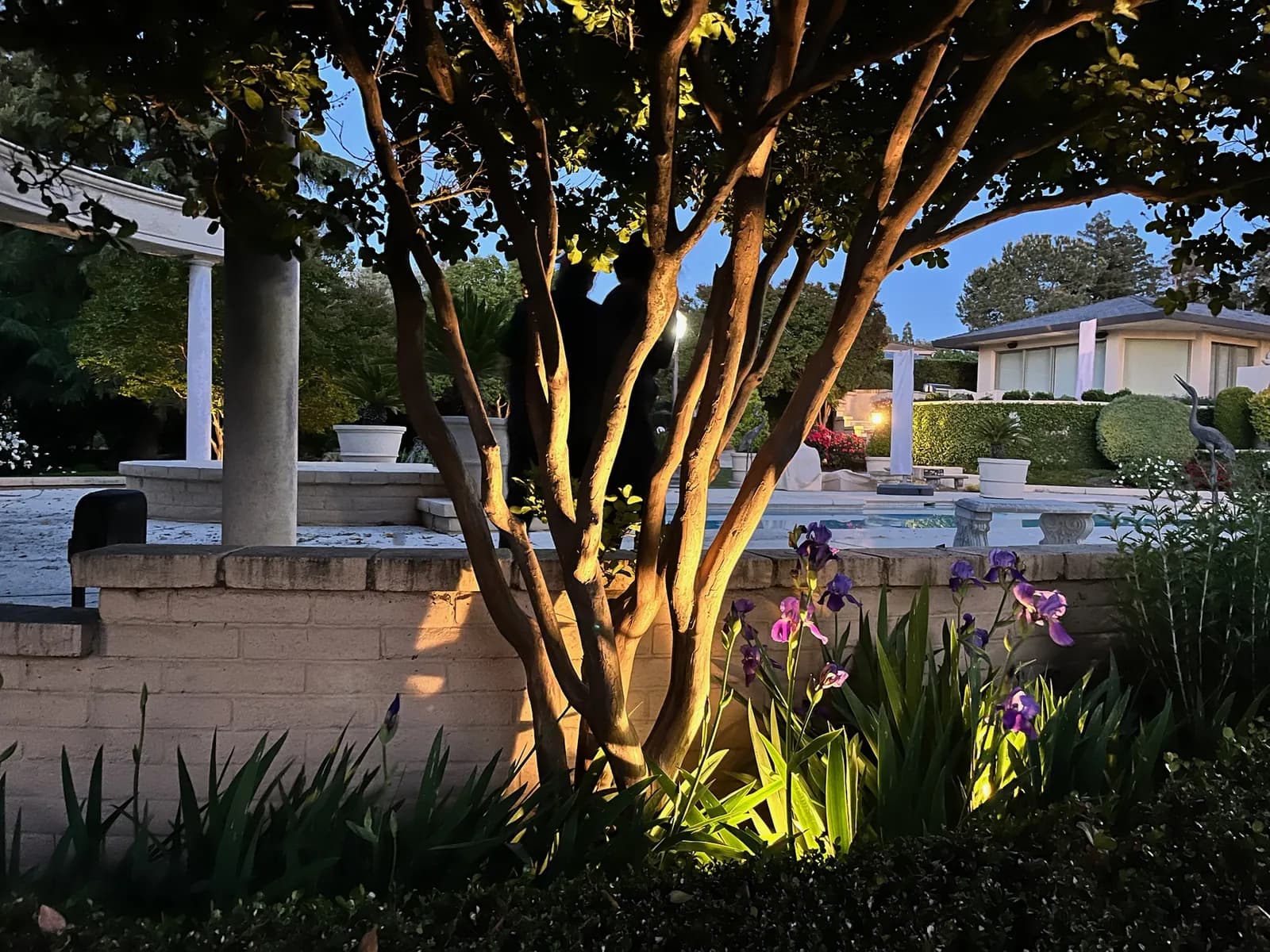 Crape myrtle and irises uplit at blue hour