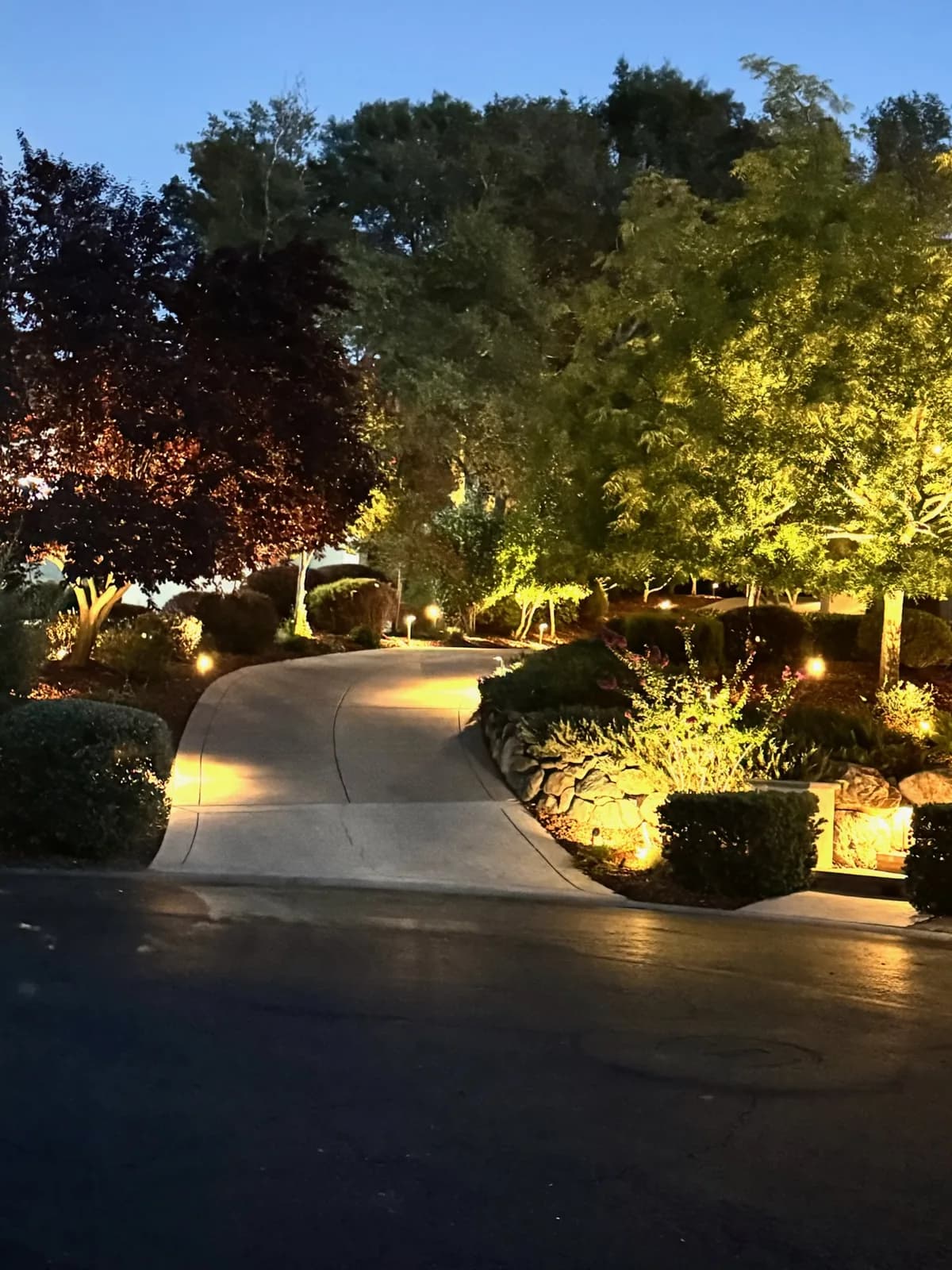 Driveway lined with lit trees and plantings