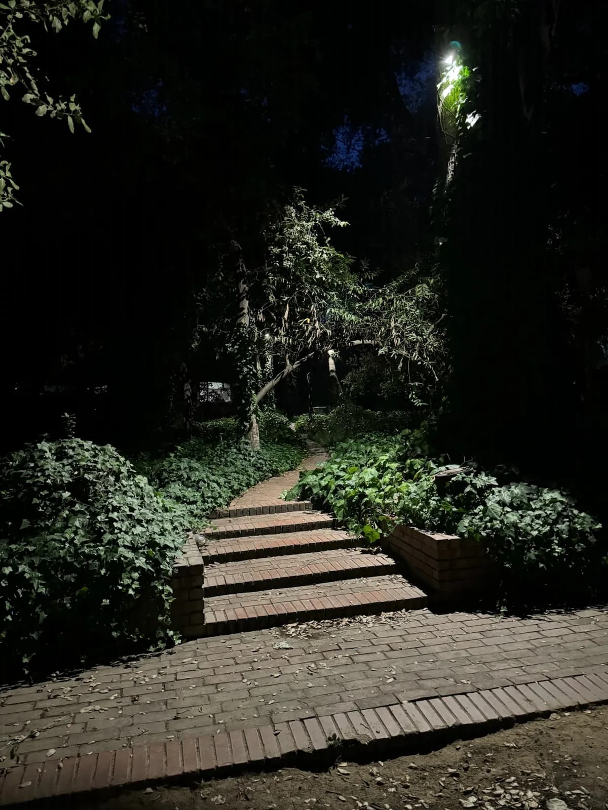 Brick garden steps lit through a shaded path