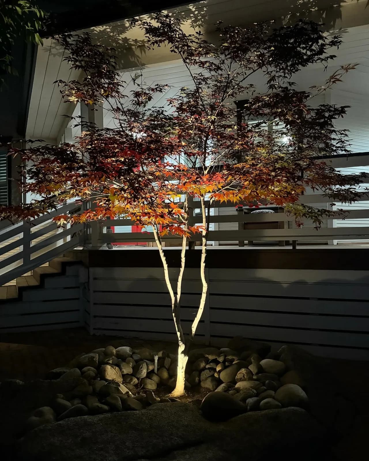 Japanese maple uplit against a slat fence
