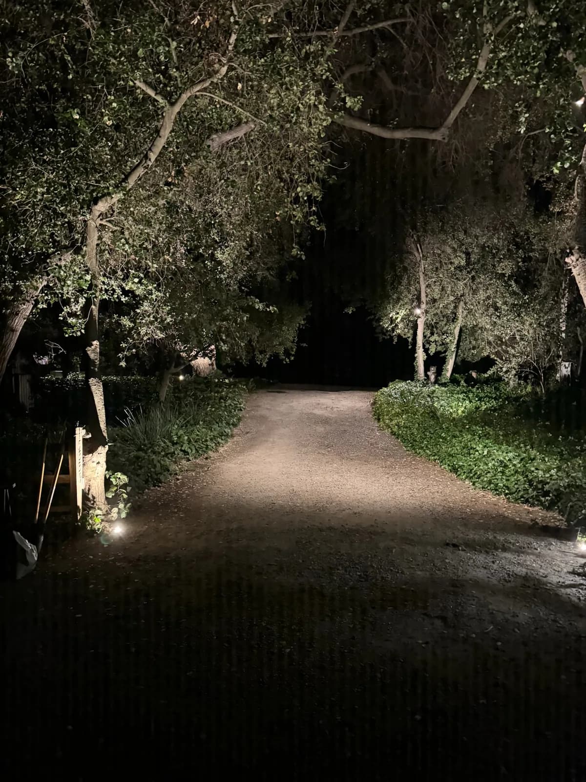 Driveway winding under lit oaks