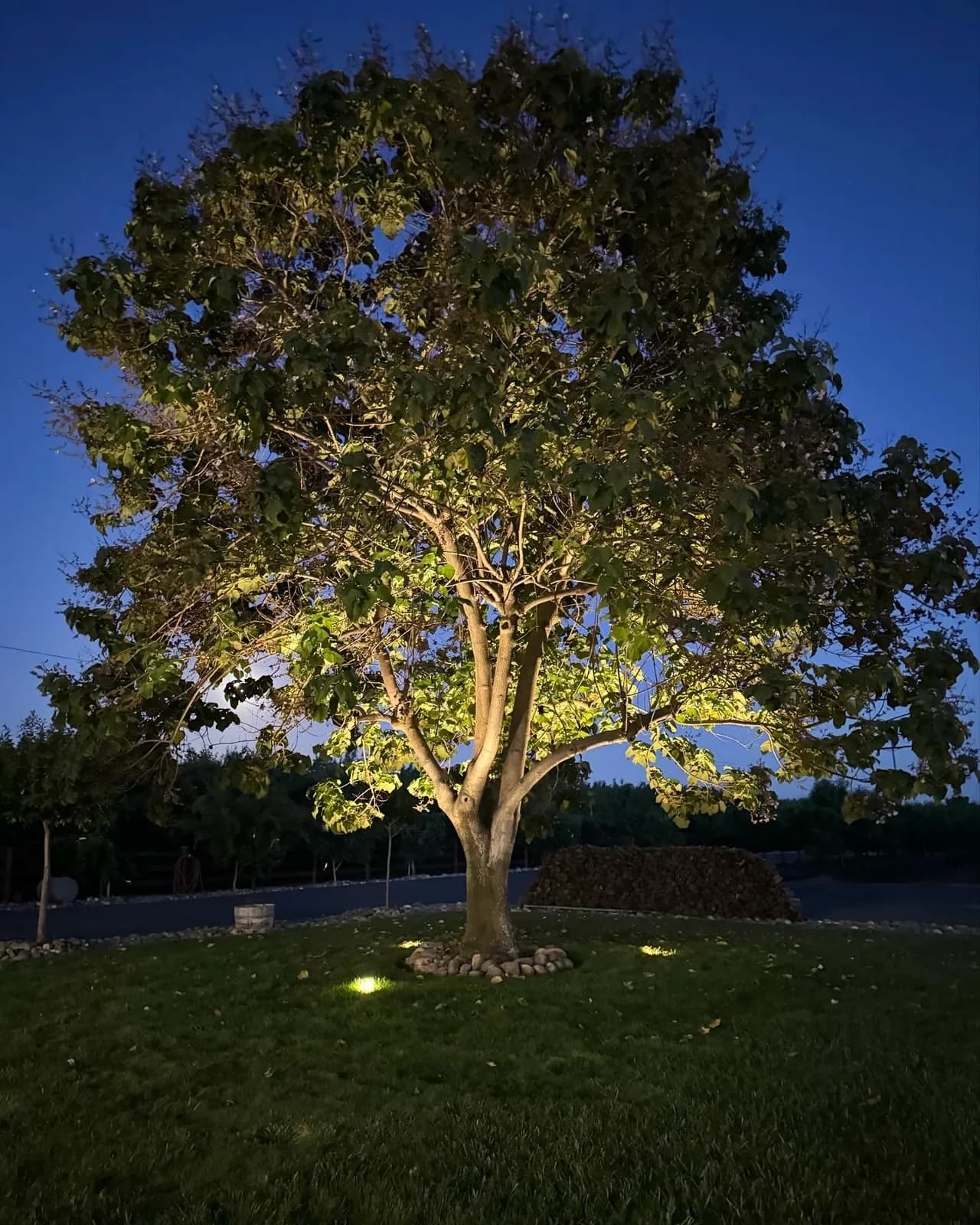 Mature oak uplit from below on a front lawn