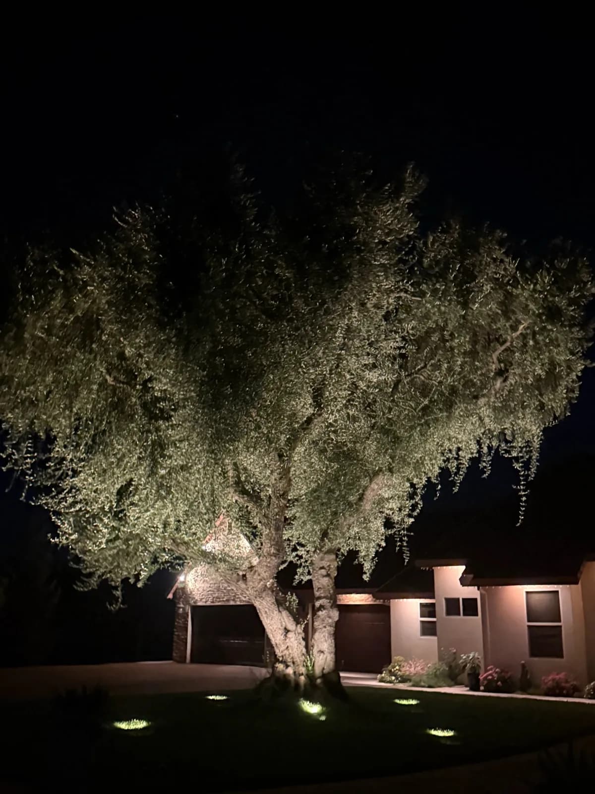 Two olive trees uplit at the front entry