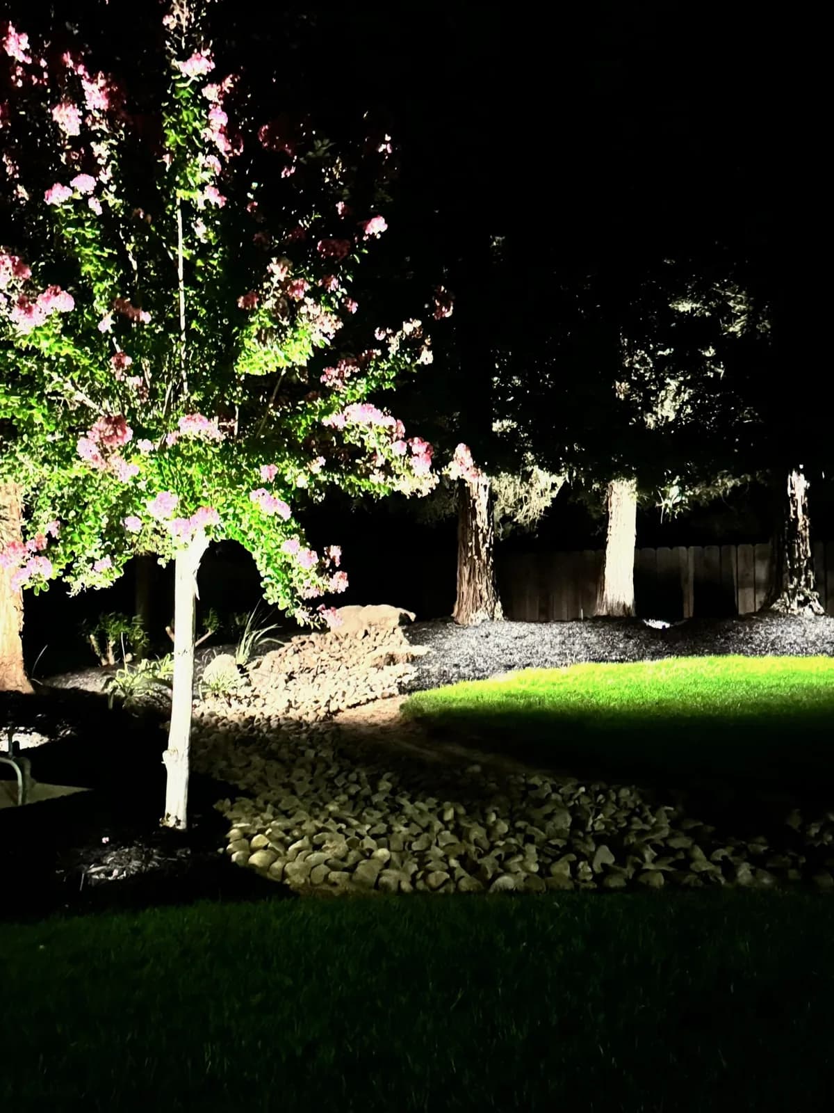 Pink crape myrtle uplit over a lawn