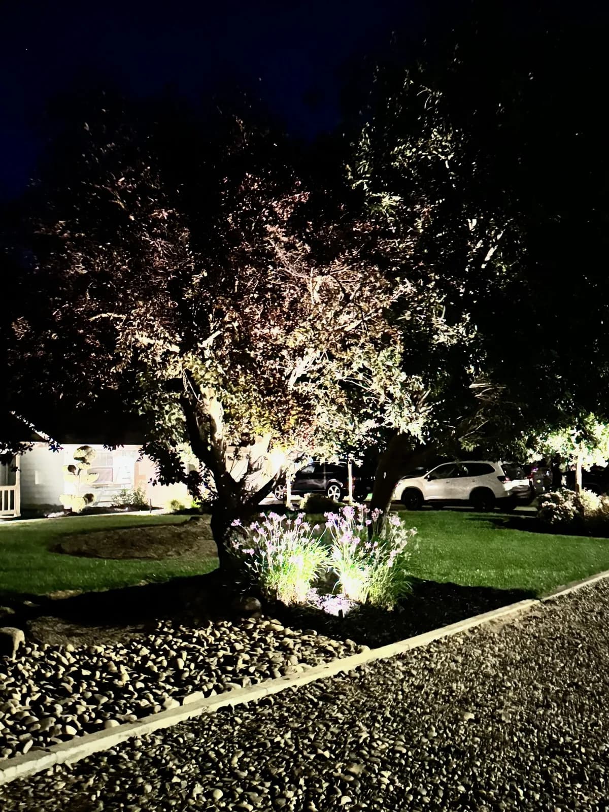 Purple plum tree with a lit flower bed