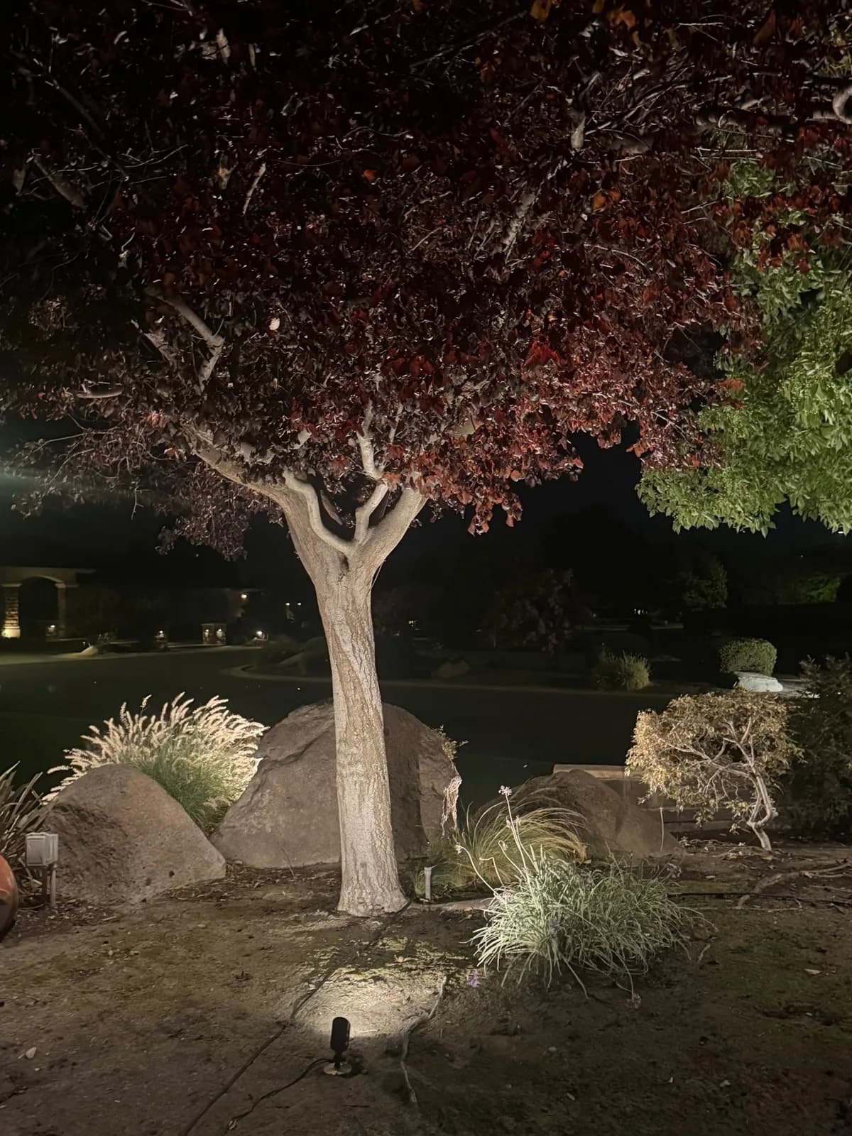 Red maple uplit among boulders