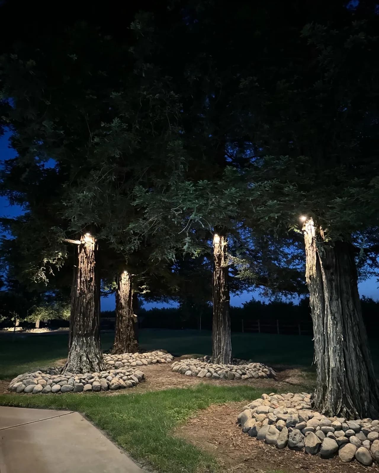 Three redwoods with moonlight downlights over a river rock bed