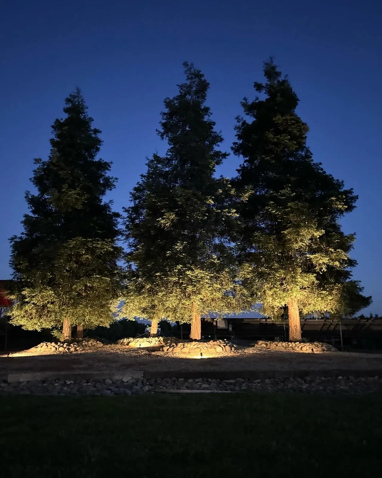 Three redwoods uplit against a deep blue sky