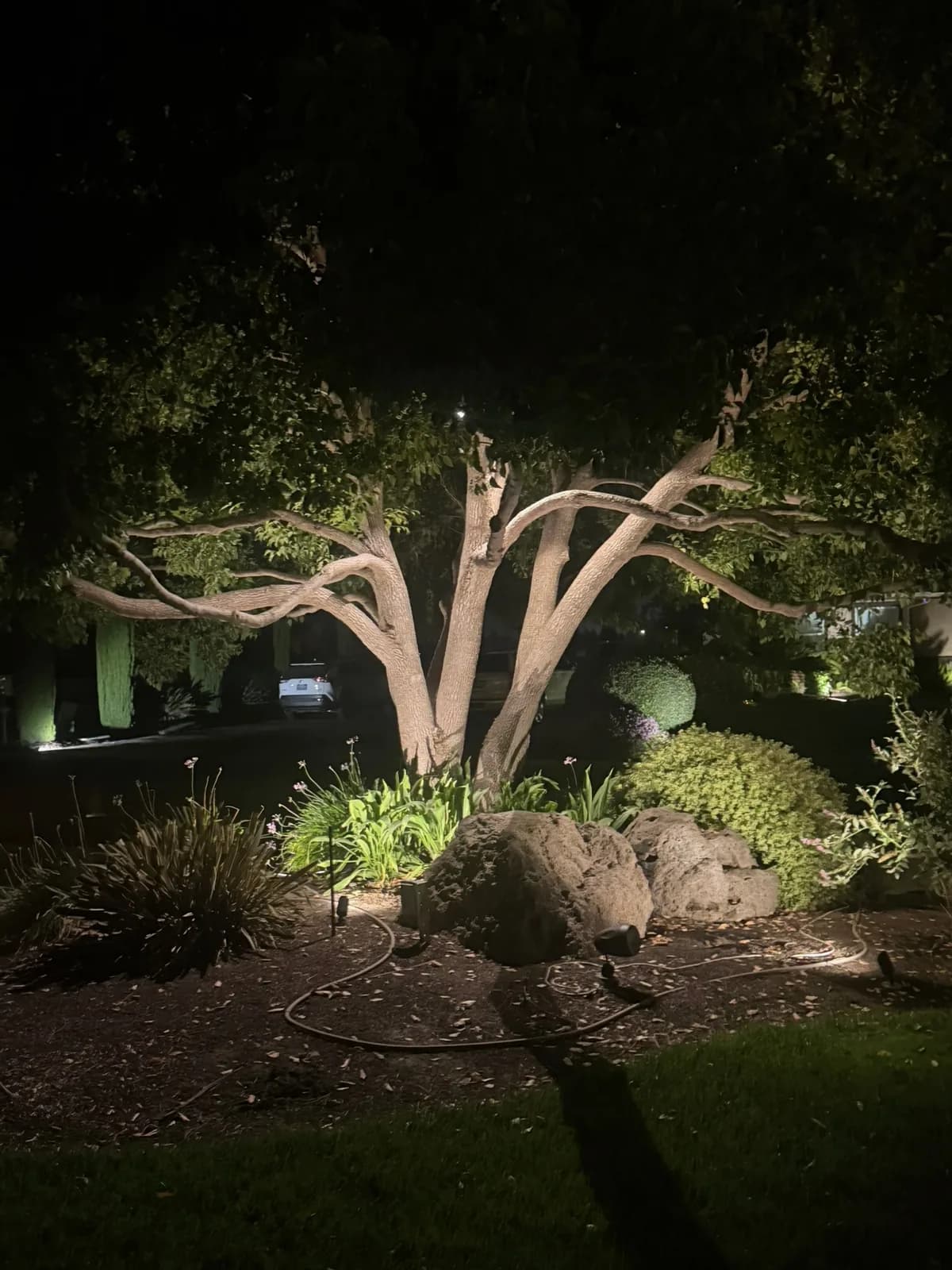 Wide oak canopy uplit from the lawn